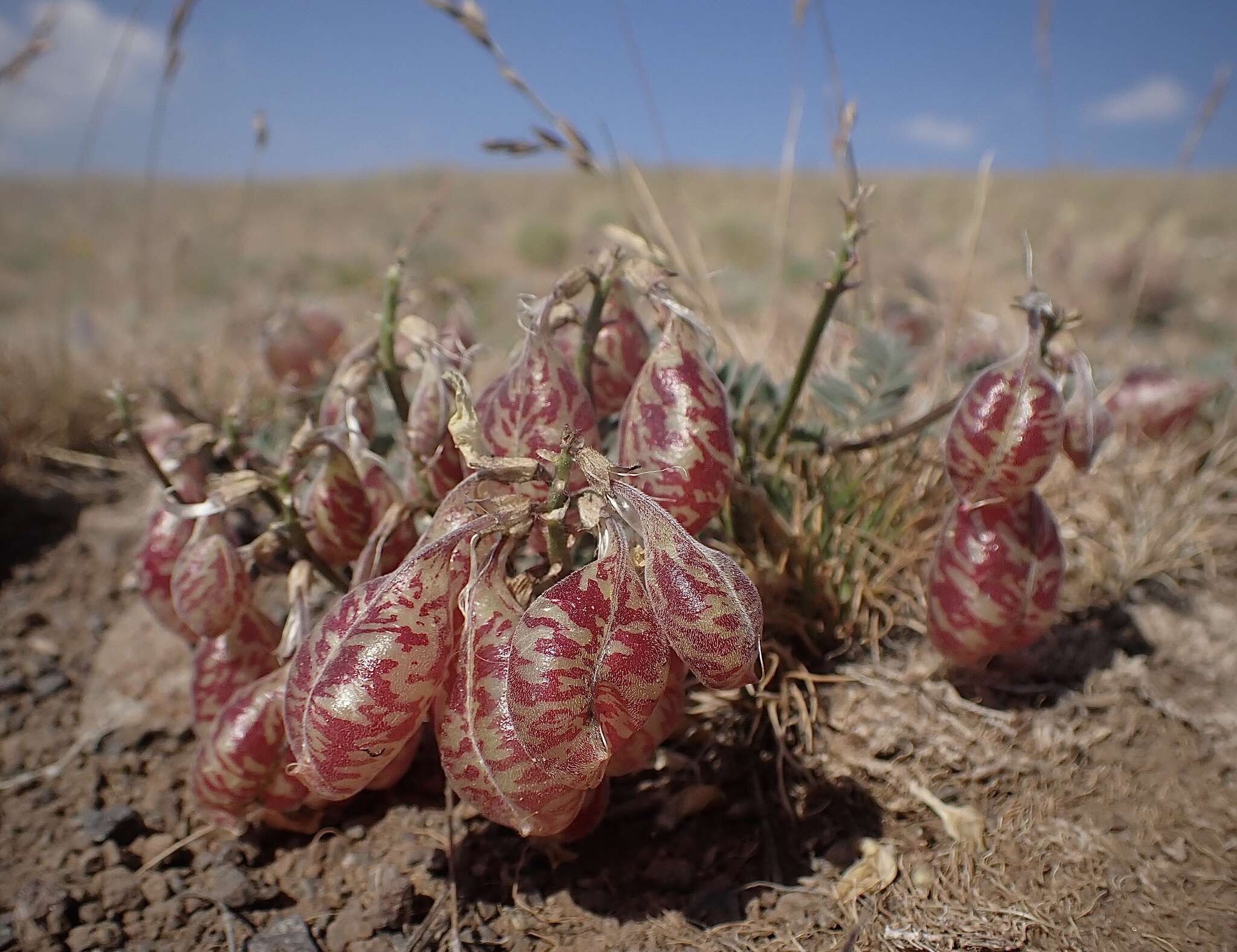 Image of cone-like milkvetch