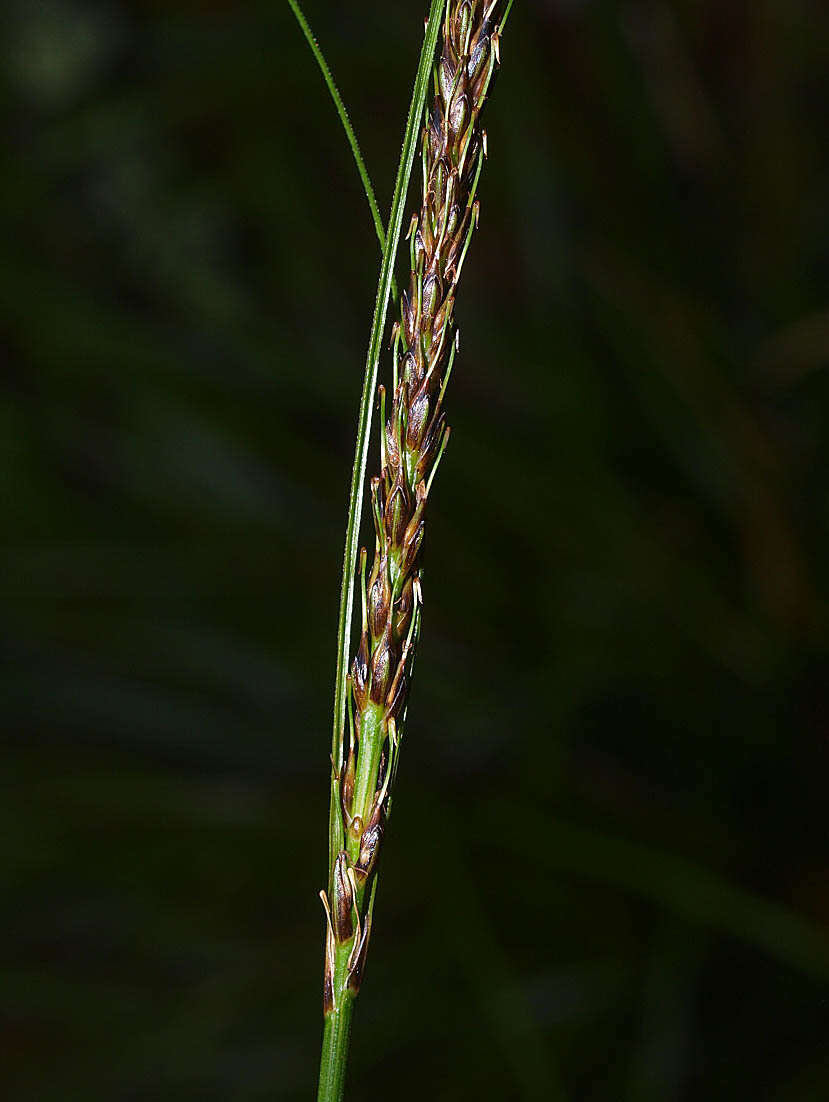 Sivun Carex uncinata L. fil. kuva