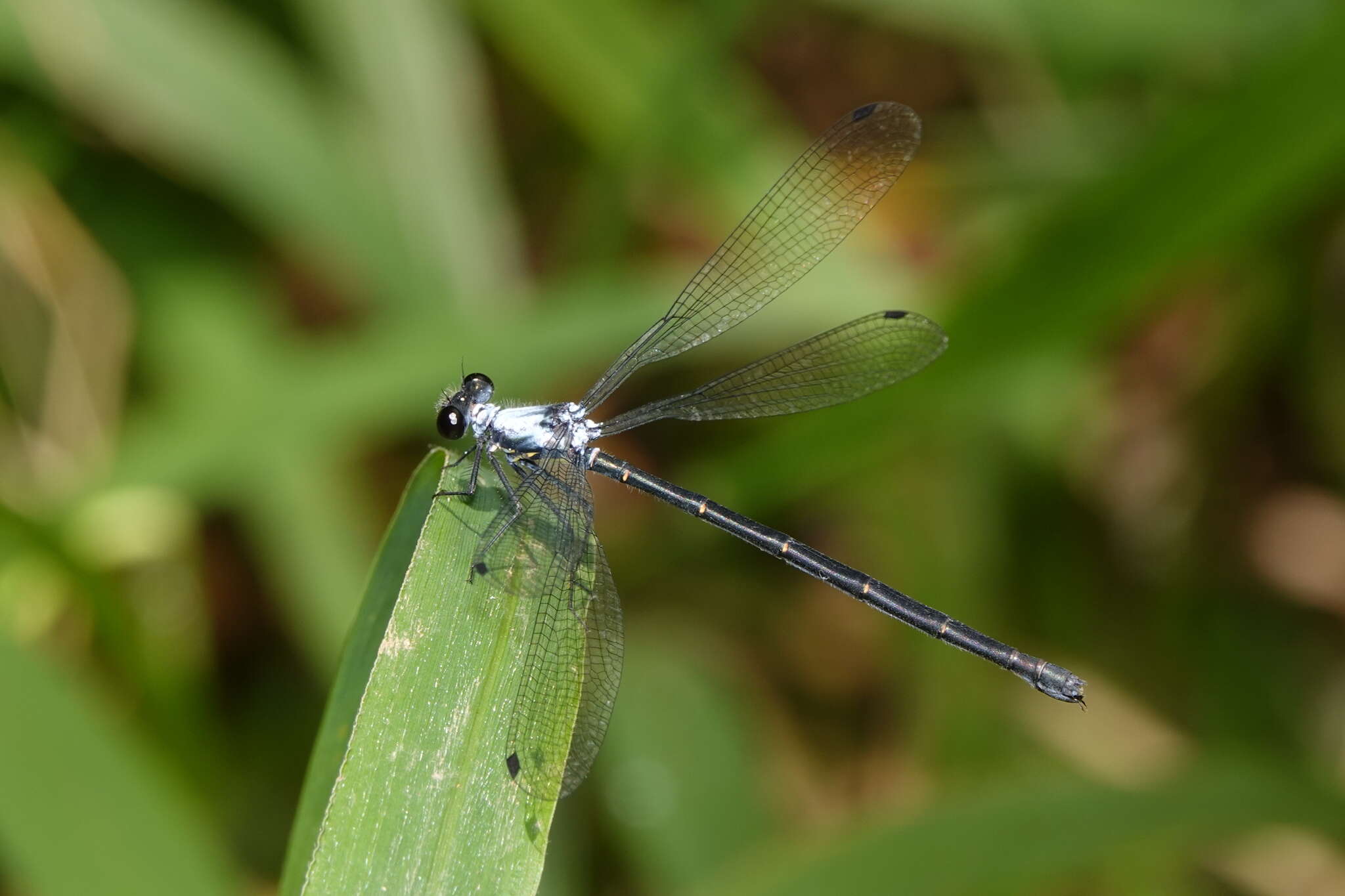 Image of azure flatwing