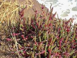 Image of Salicornia blackiana Ulbr.