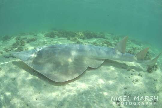 Image of Common Shovelnose Ray