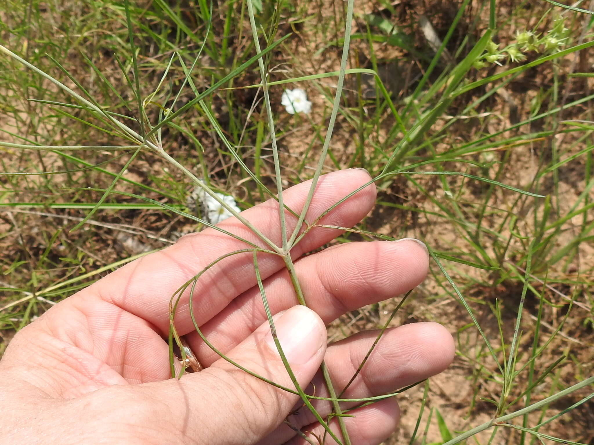 Image de Thelesperma flavodiscum (Shinners) B. L. Turner