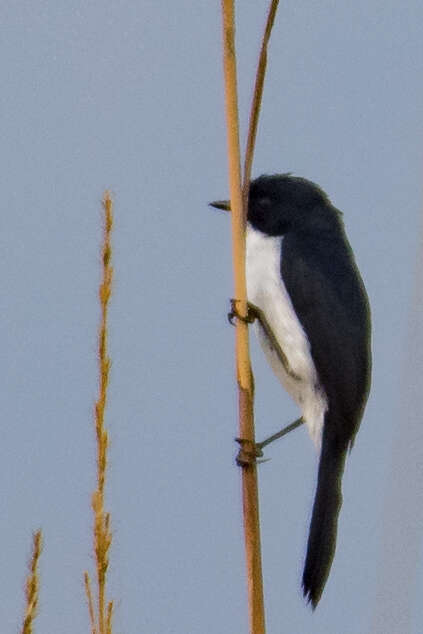 Image of Jerdon's Bush Chat