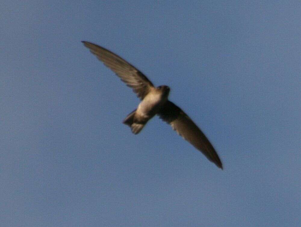 Image of Seychelles Swiftlet