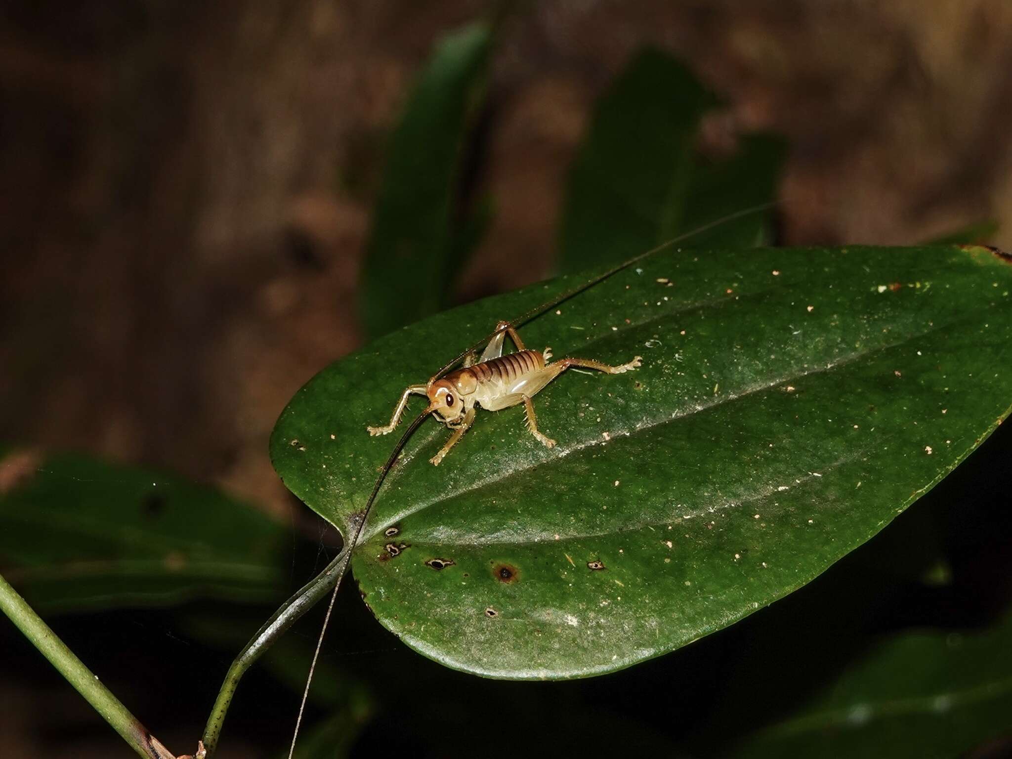 Sivun Metriogryllacris (Metriogryllacris) magna (Matsumura & Shiraki 1908) kuva