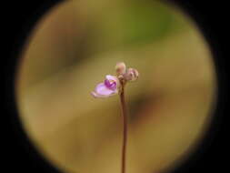 Image de Utricularia caerulea L.