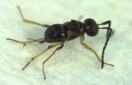 صورة Odiaglyptus biformis Noyes 1988