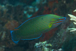 Image of Chain-lined wrasse