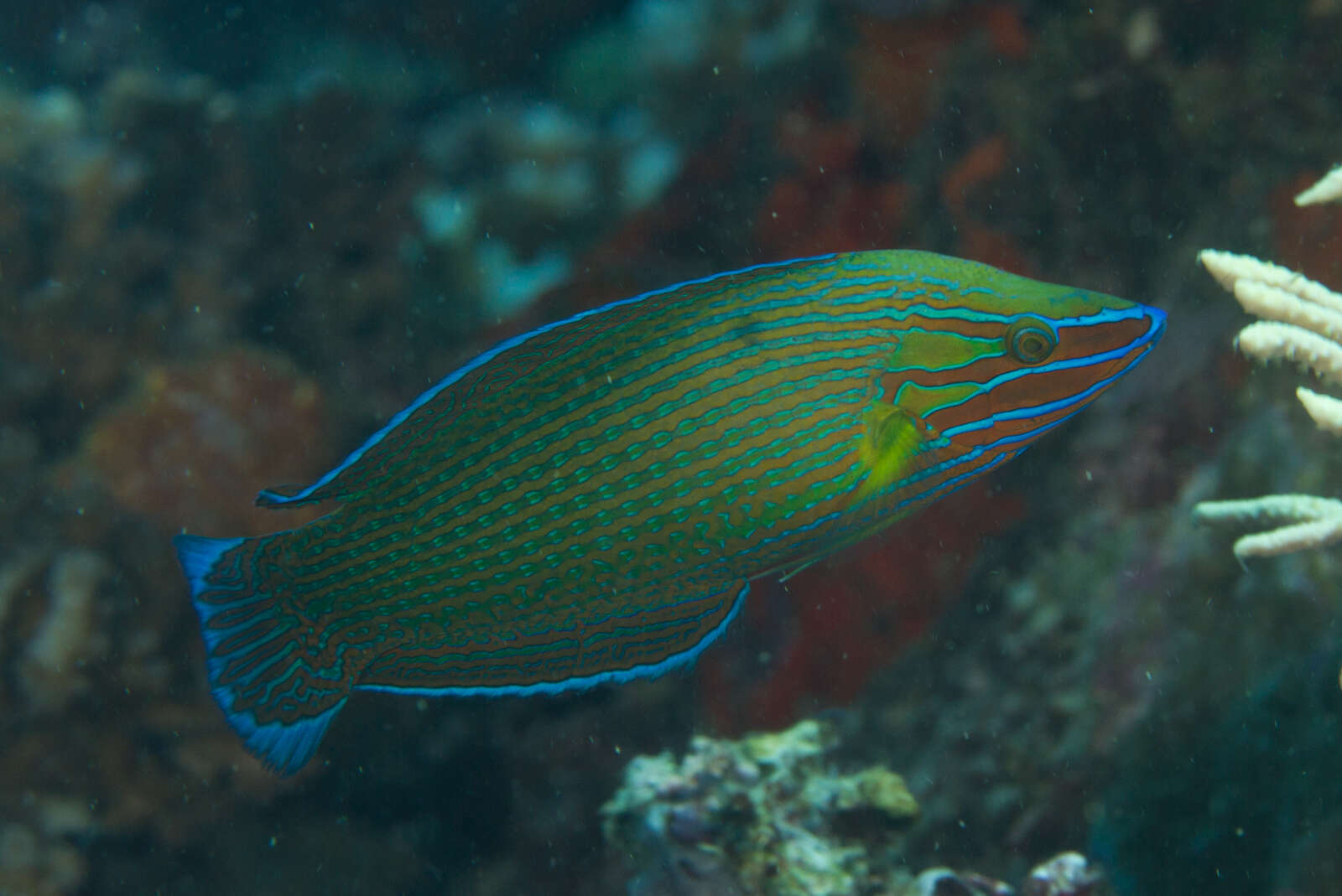 Image of Chain-lined wrasse