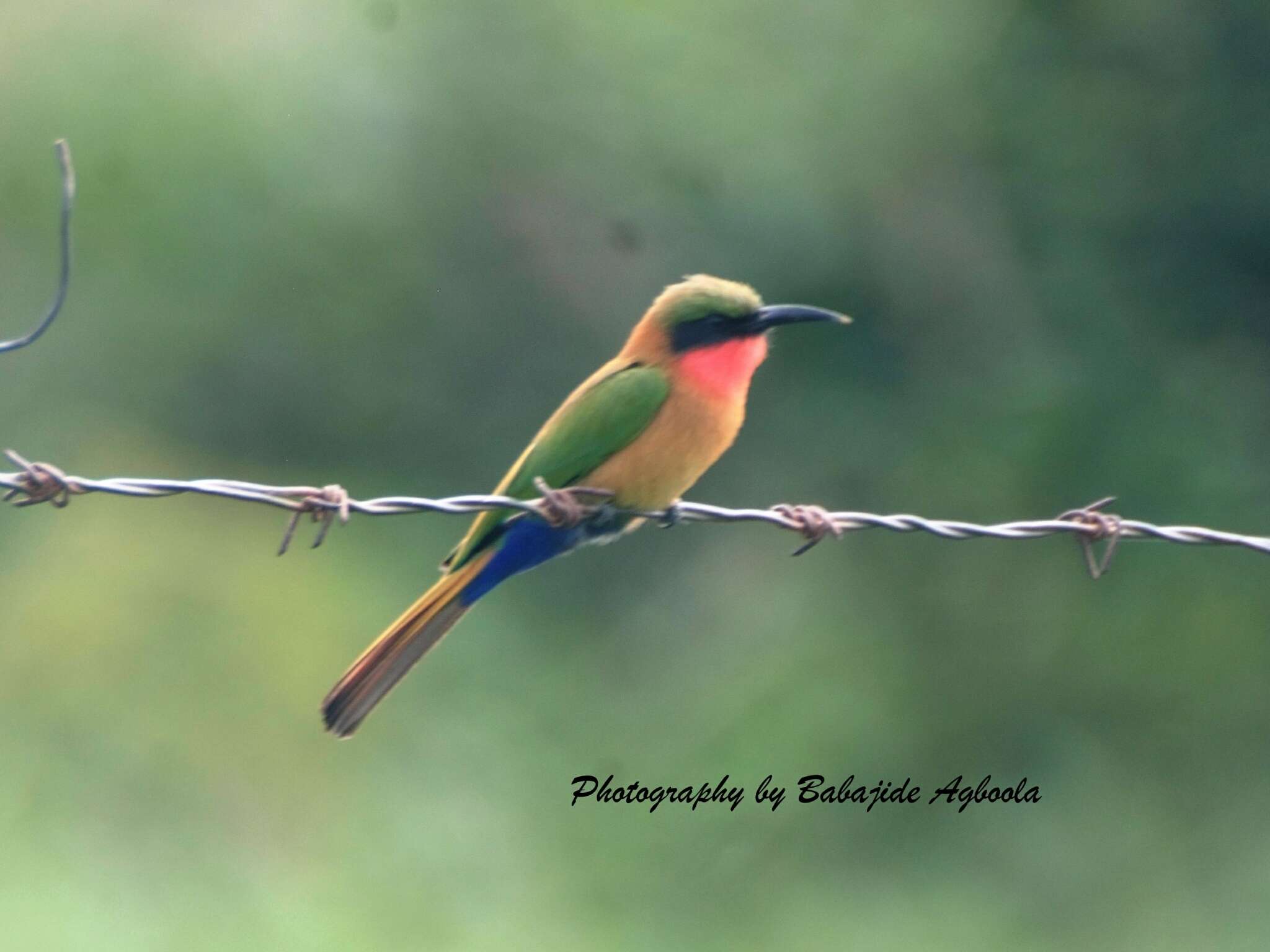 Image of Red-throated Bee-eater