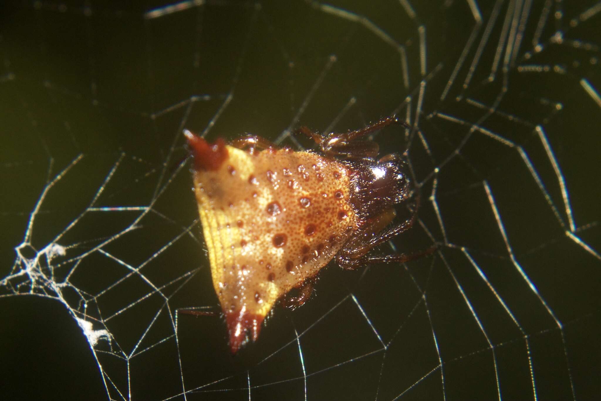 Image of Micrathena triangularis (C. L. Koch 1836)