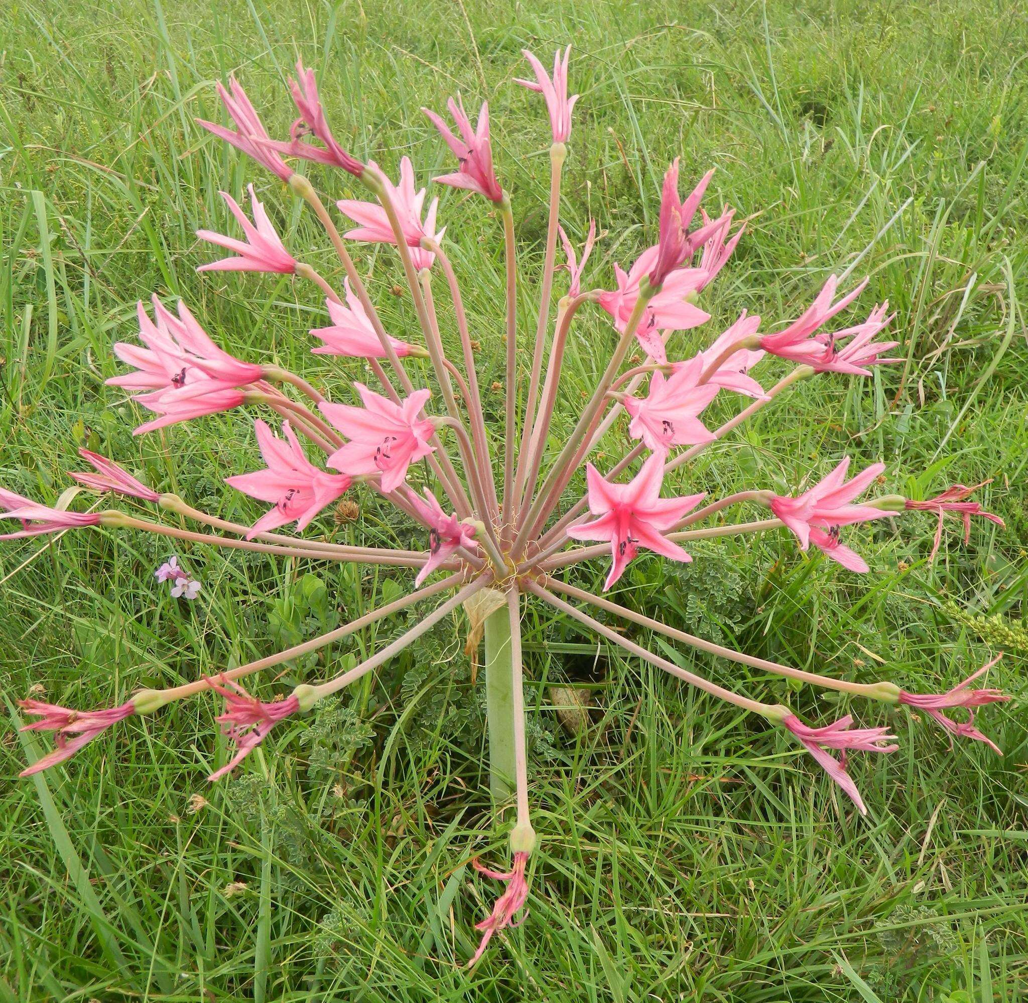 Image of Brunsvigia radulosa Herb.