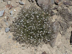 Image of King's rosy sandwort