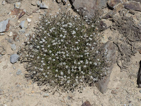 Image of King's rosy sandwort