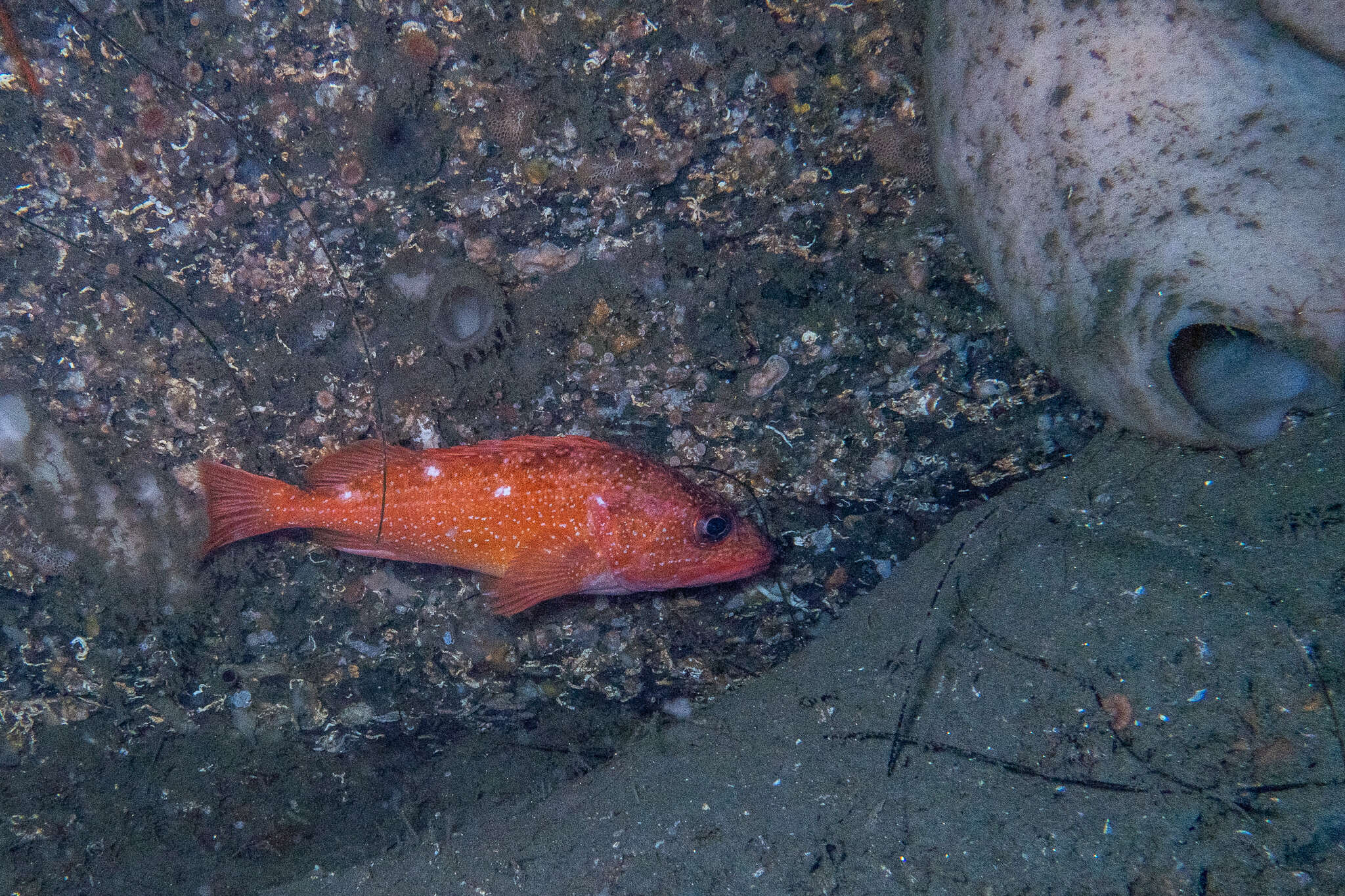 Image of Starry rockfish