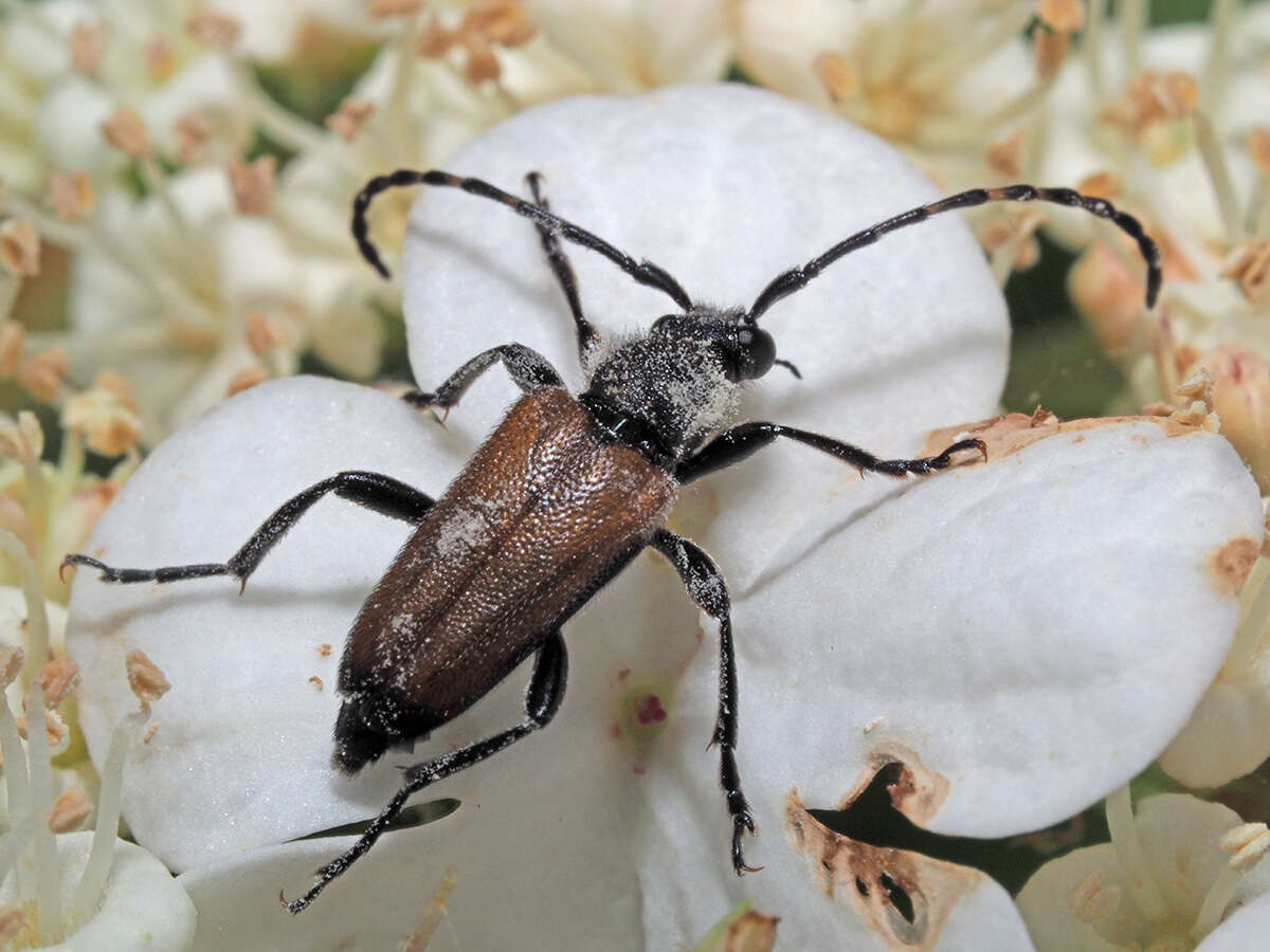 Image of Paracorymbia maculicornis (Degeer 1775)