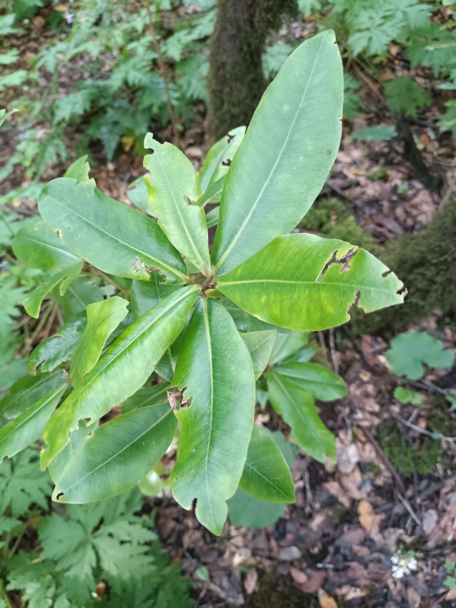 Imagem de Heberdenia excelsa (Ait.) Banks ex Roem. & Schult.