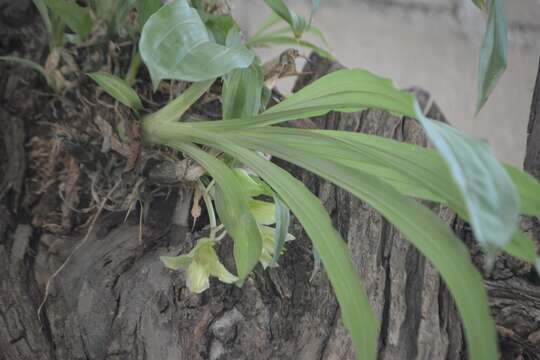 Image of Clowesia dodsoniana E. Aguirre