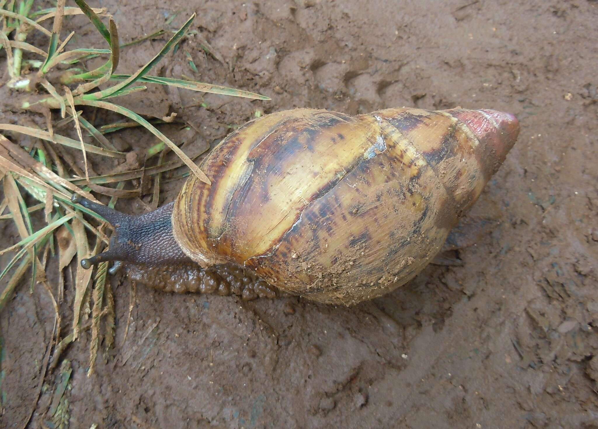 Image de Archachatina marginata (Swainson 1821)