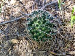 Imagem de Mammillaria mainiae K. Brandegee