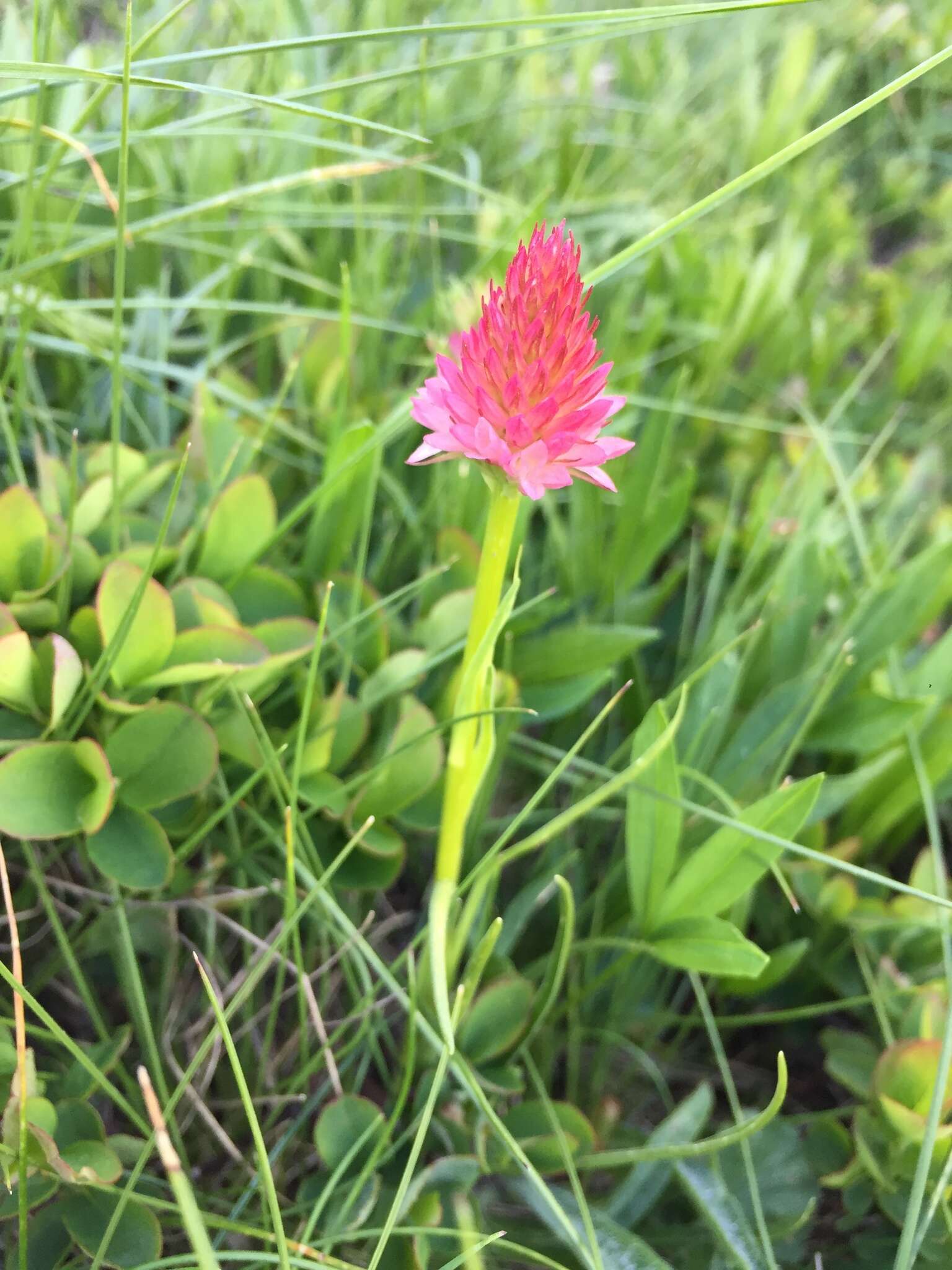 Слика од Gymnadenia corneliana (Beauverd) Teppner & E. Klein