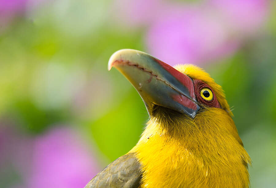 Image of Saffron Toucanet