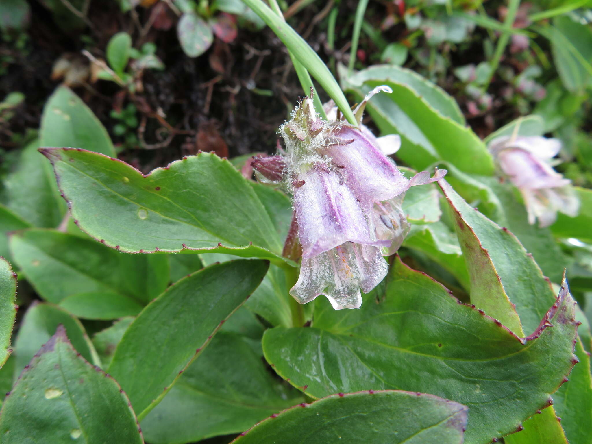 Image of Pennellianthus frutescens (Lamb.) Crosswhite