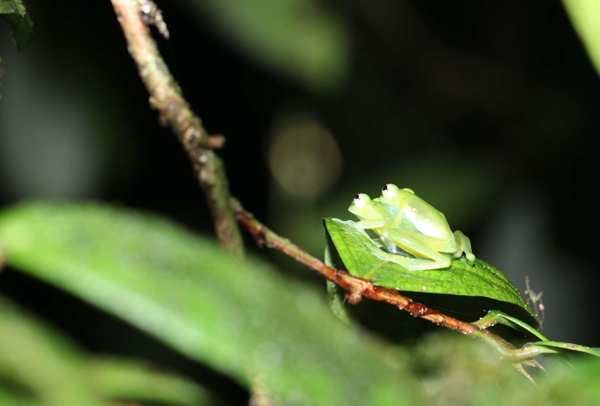 Image of Midas’ Glassfrog