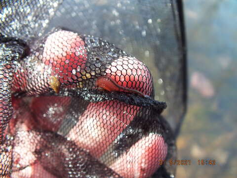 Image of Neglected Fairy Shrimp