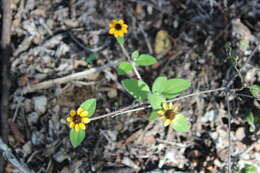 Image of Sanvitalia fruticosa Hemsl.