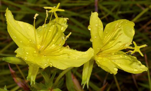 Sivun Oenothera heterophylla subsp. orientalis W. Dietrich, P. H. Raven & W. L. Wagner kuva