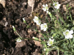 صورة Cerastium nutans Raf.