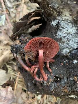 Image of Tubaria punicea (A. H. Sm. & Hesler) Ammirati, Matheny & P.-A. Moreau 2007