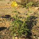 Image of Kersia kalachariensis subsp. kalachariensis