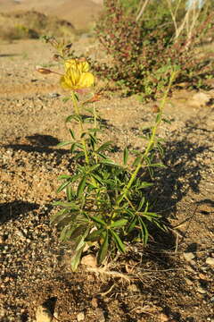 Image of Kersia kalachariensis (Schinz) Roalson & J. C. Hall