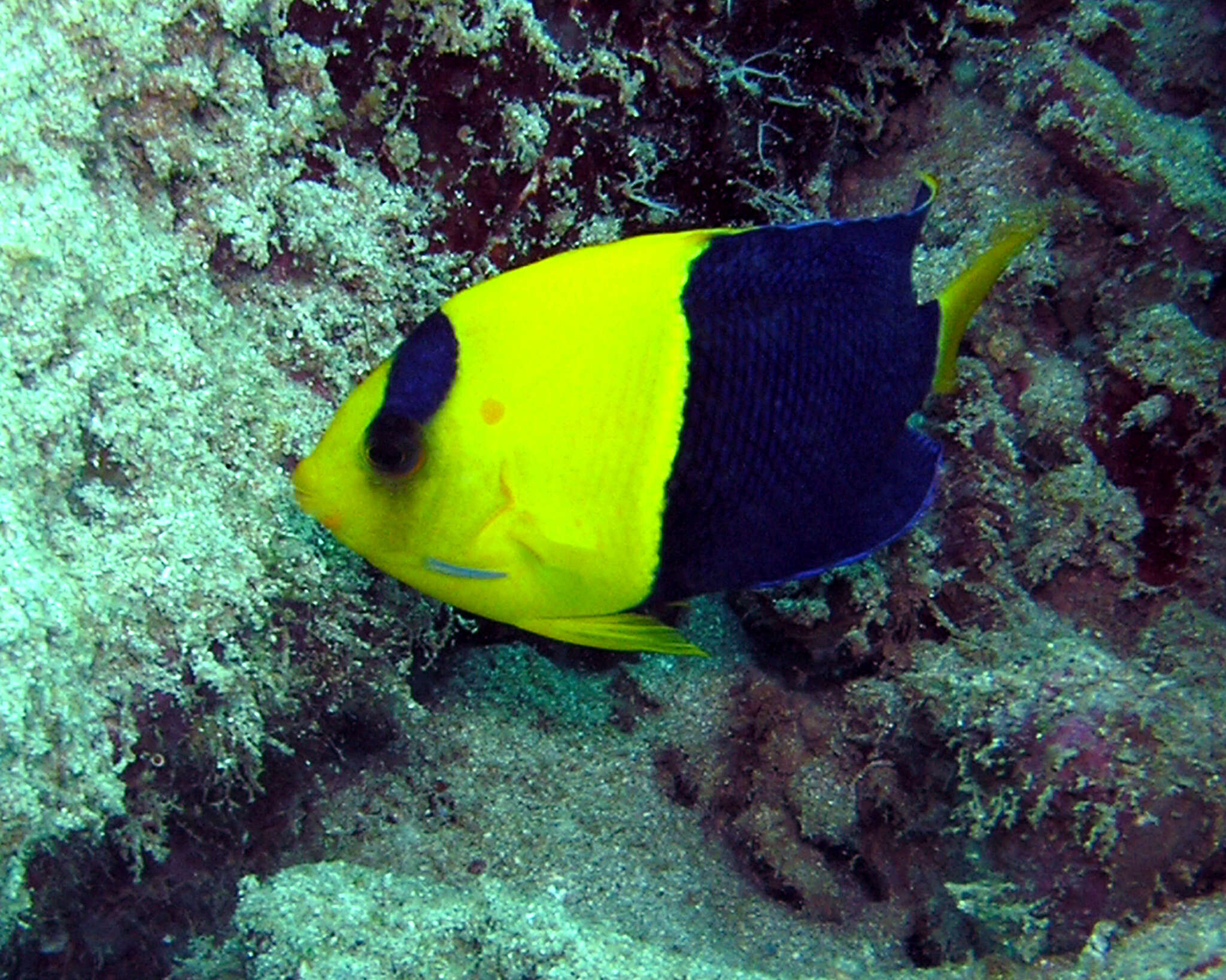 Image of Bicolor Angelfish