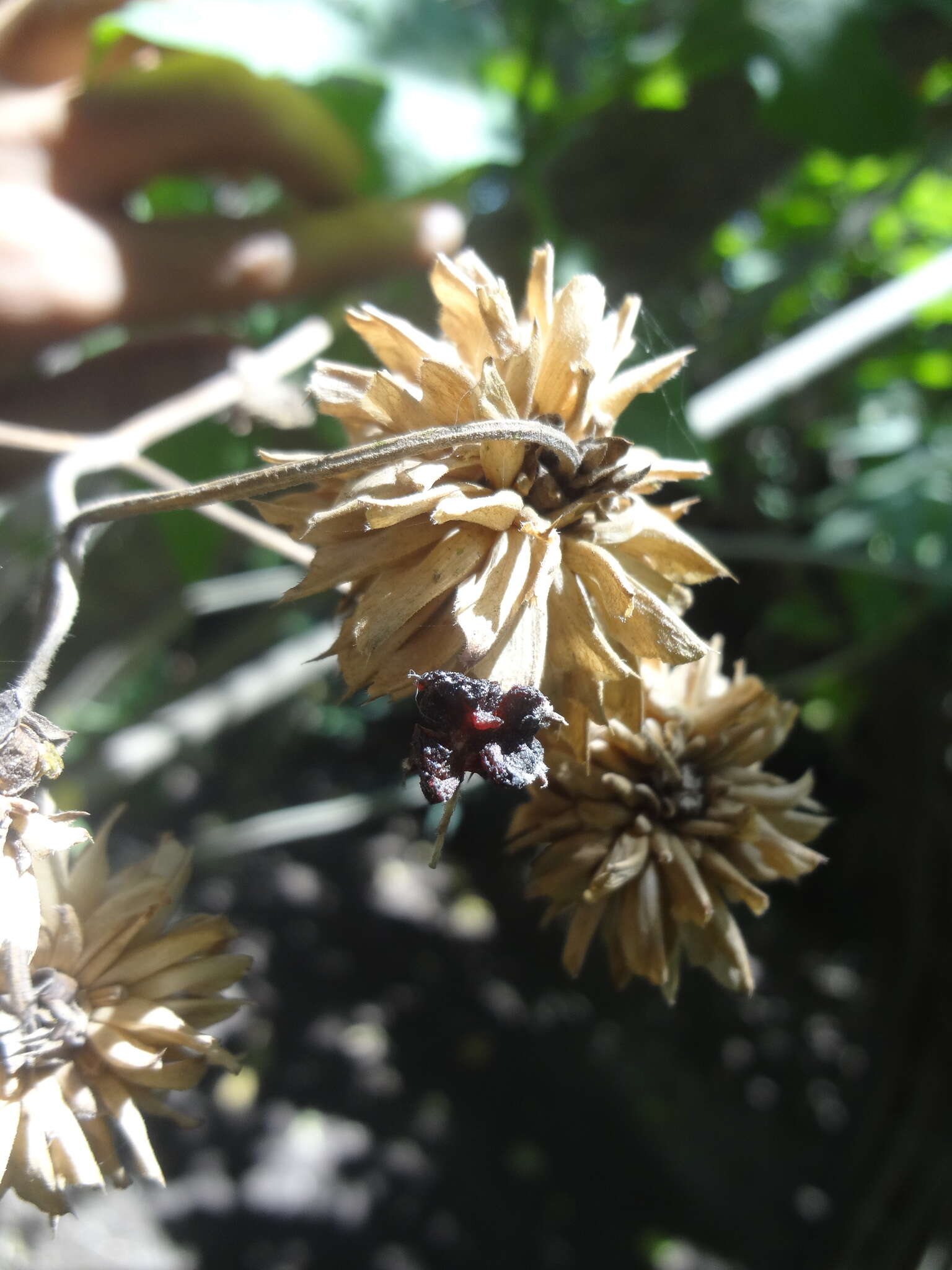 Image of Montanoa grandiflora (DC.) Hemsl.