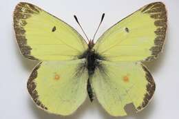 Plancia ëd <i>Colias philodice vitabunda</i> Hovanitz 1943