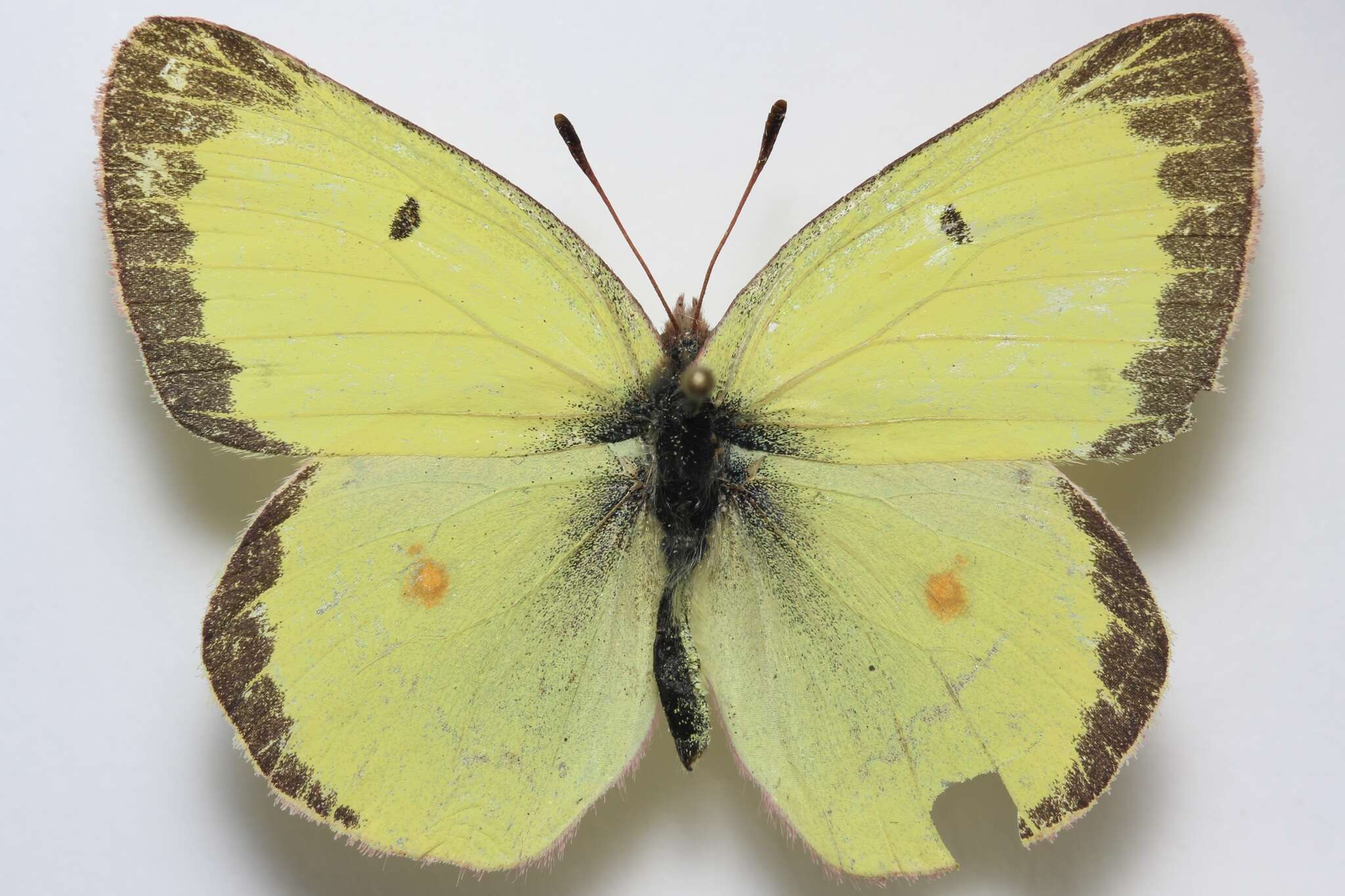 Plancia ëd <i>Colias philodice vitabunda</i> Hovanitz 1943