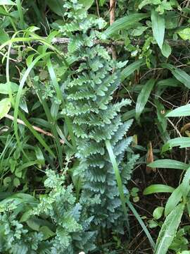 Sivun Dryopteris boottii (Tuckerm.) Underw. kuva