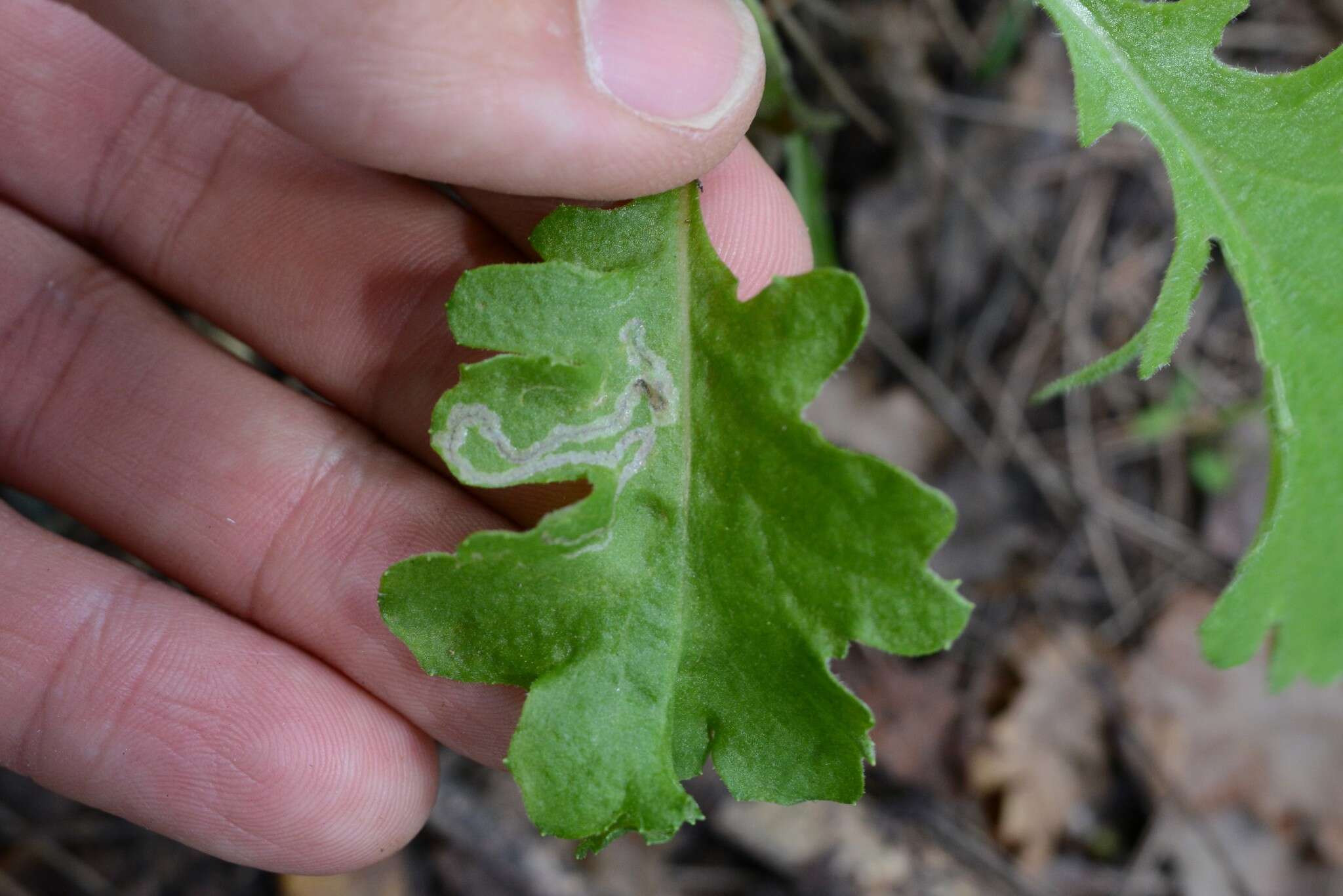 Image of Stigmella ogygia (Meyrick 1889) Dugdale 1988