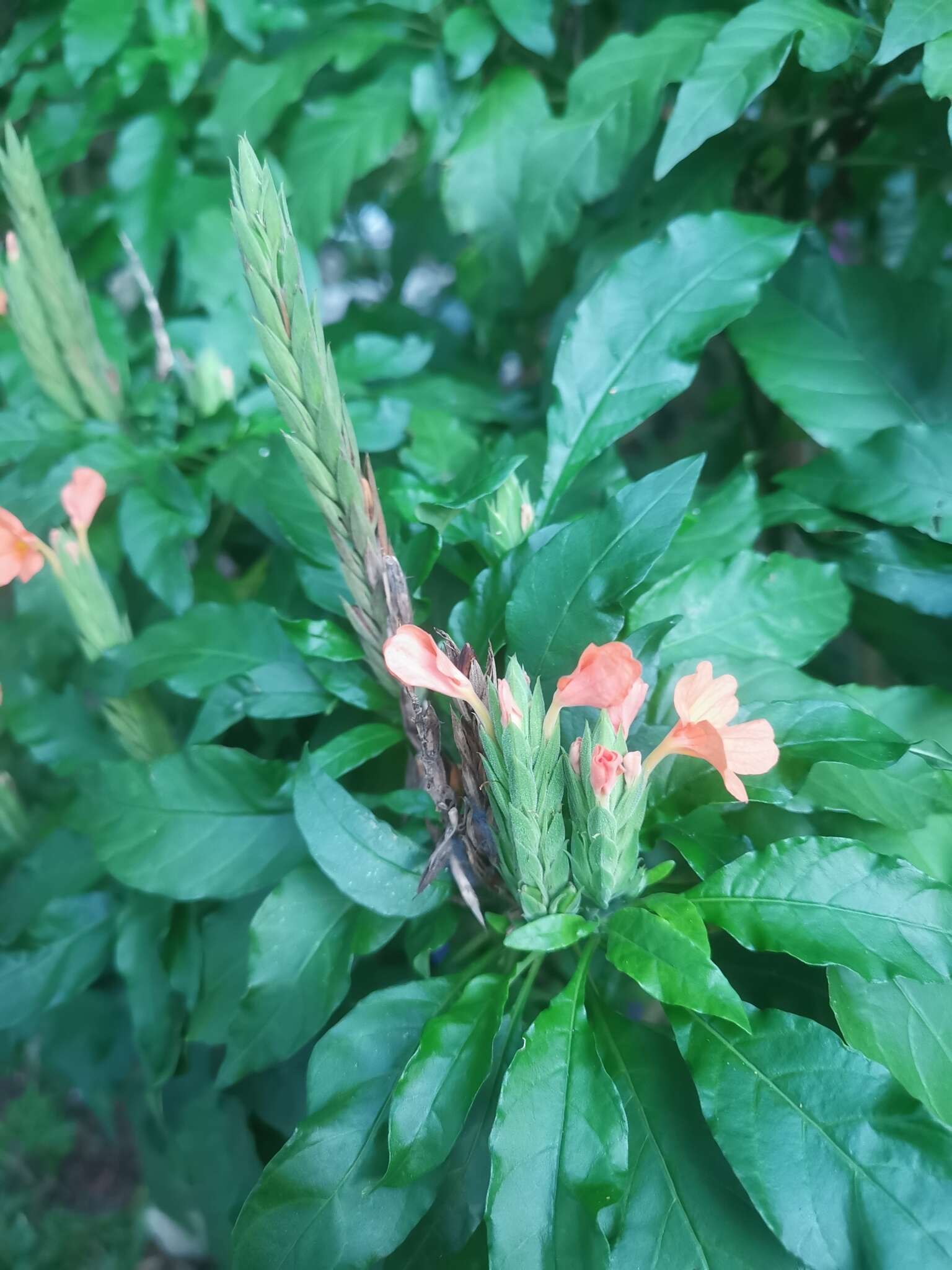 Image of Crossandra infundibuliformis (L.) Nees