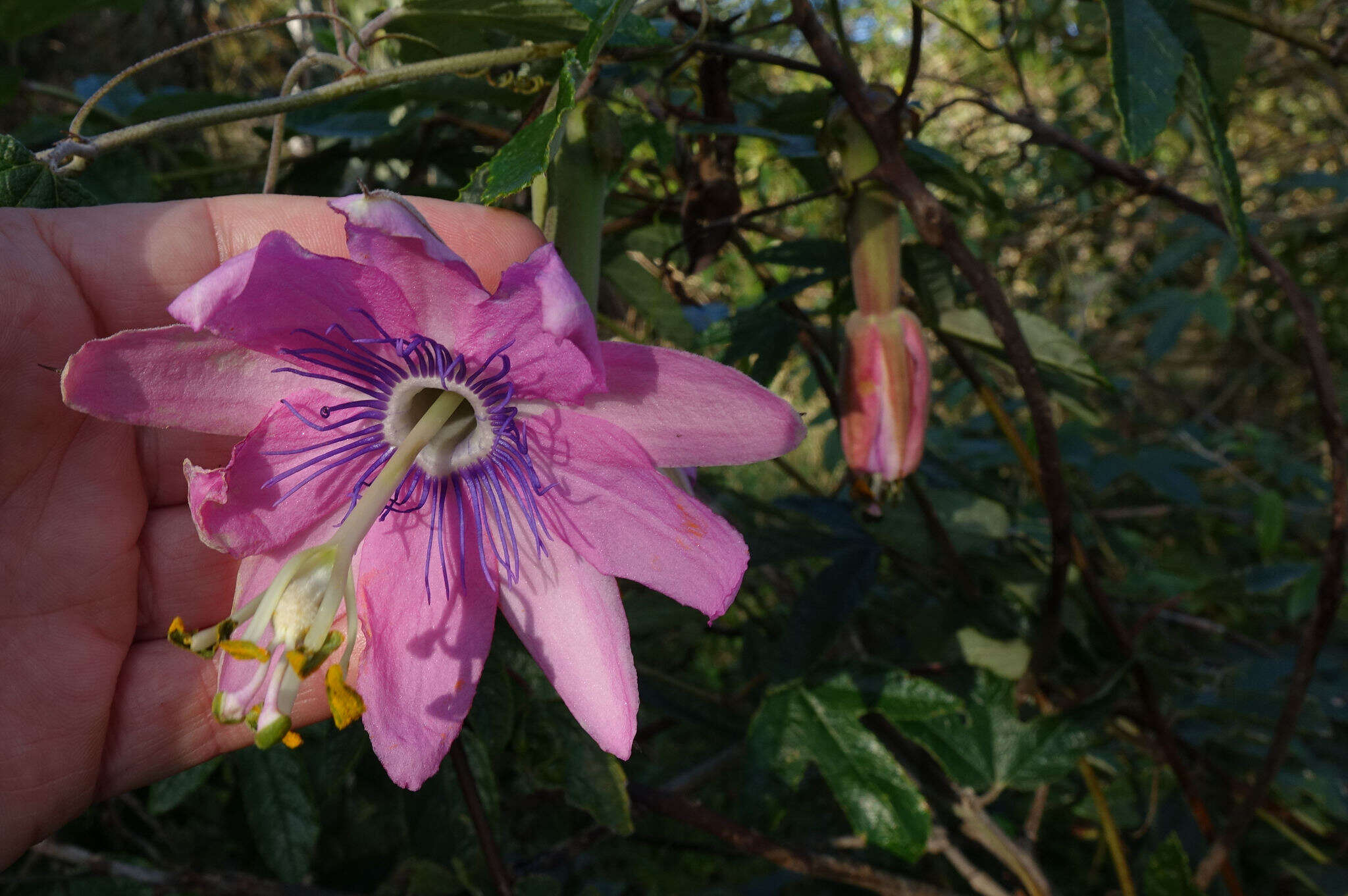 Image of Passiflora pinnatistipula Cav.