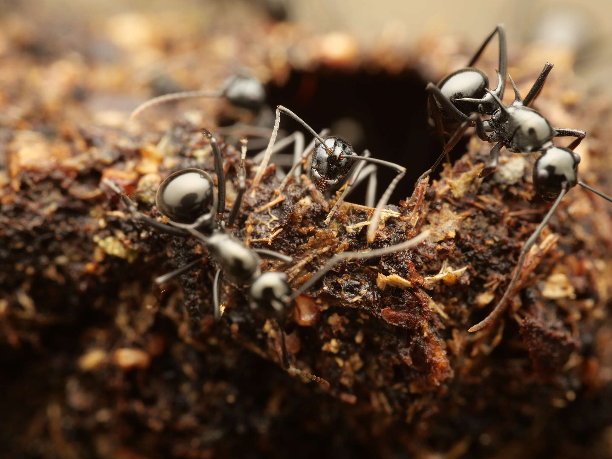 Image de Polyrhachis mucronata Smith 1859