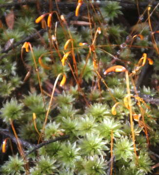 Image of Bryum truncorum Bridel 1819