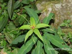 Image of Paris polyphylla var. stenophylla Franch.