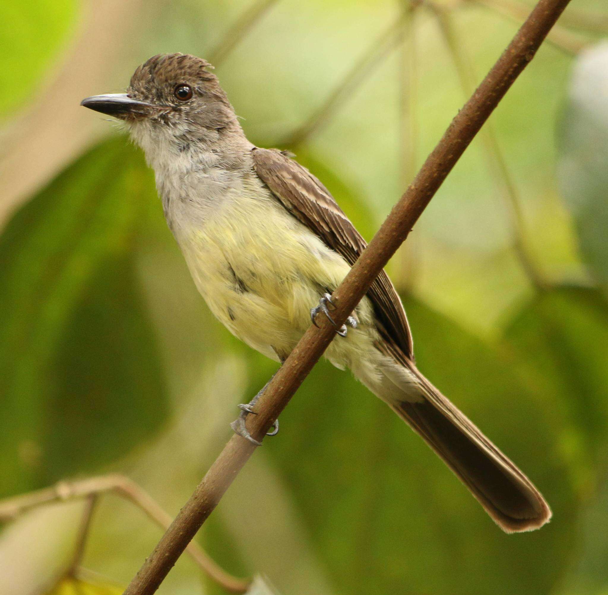 Image of Short-crested Flycatcher