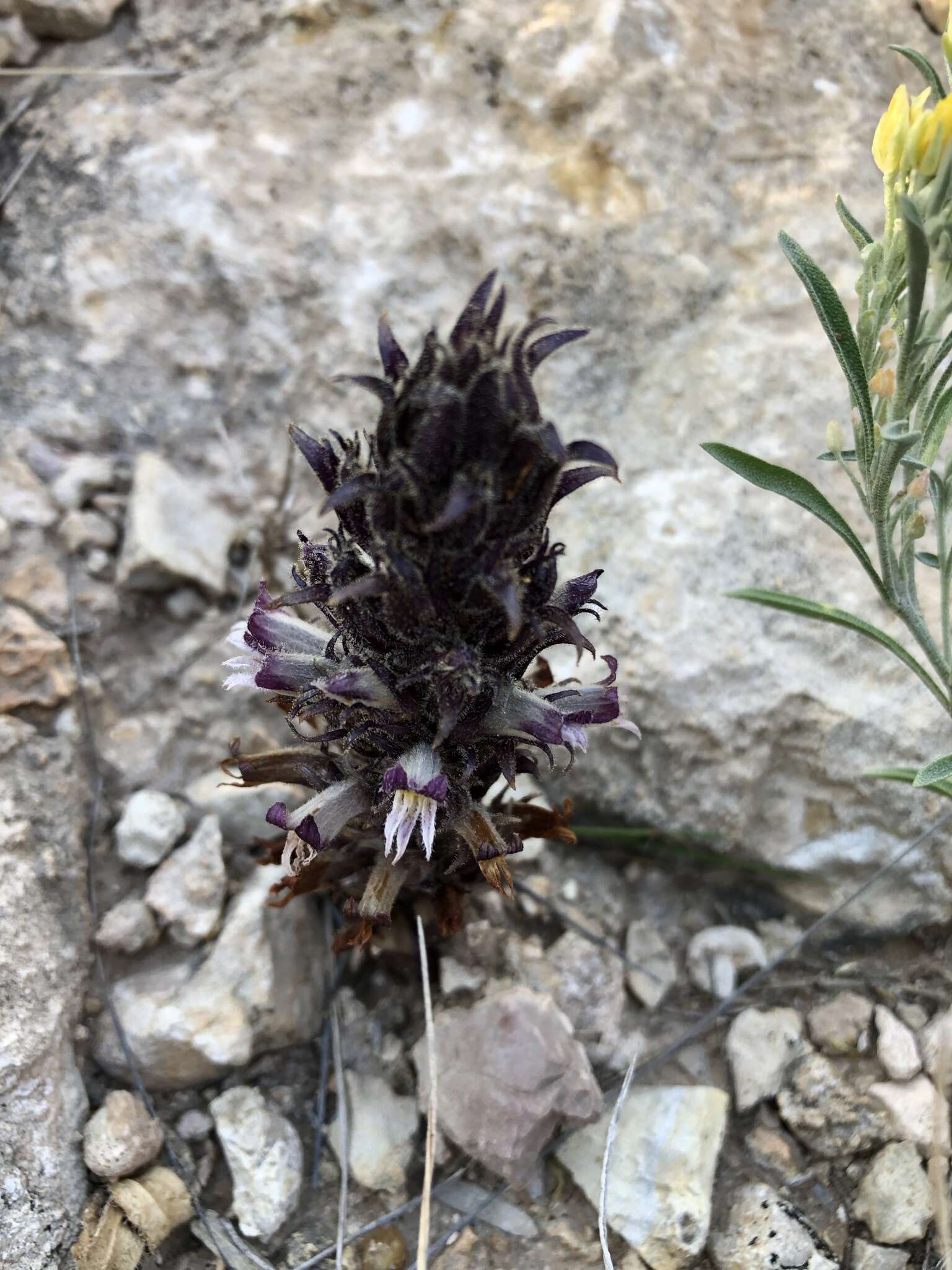 Image of Aphyllon cooperi subsp. palmeri (Munz) A. C. Schneid.