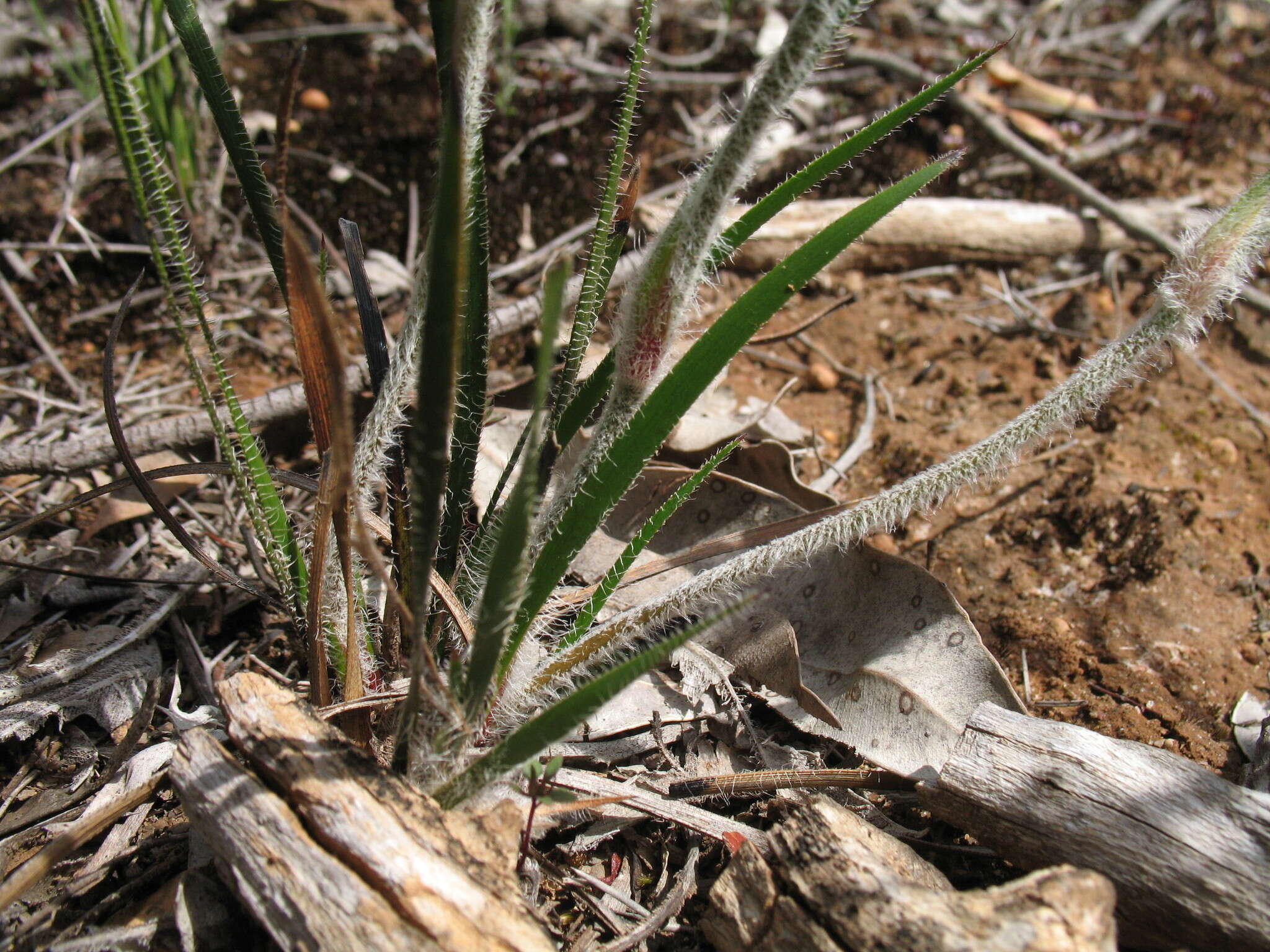 Image of Conostylis setosa Lindl.