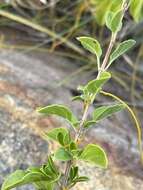 Image of Syncolostemon rotundifolius E. Mey. ex Benth.